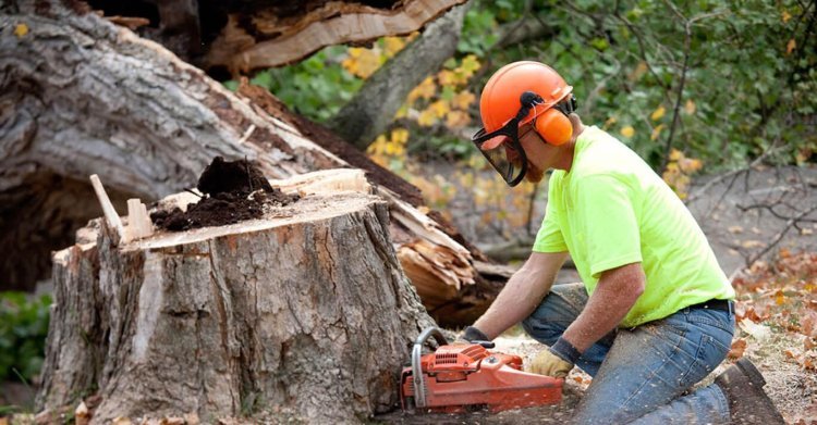 The Benefits of Professional Tree Removal Services