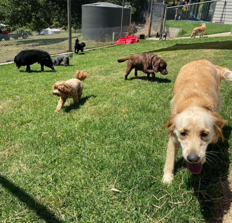 Dog Boarding Melbourne