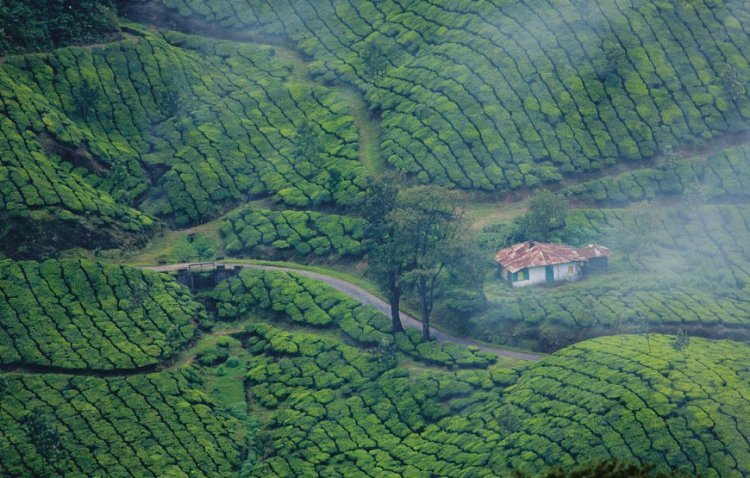 Dmc in South India