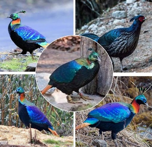 State Bird of Uttarakhand: Fascinating Facts About the Himalayan Monal