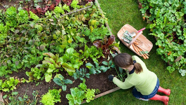 The Importance of Garden Compost for a Thriving Vegetable Garden