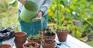 Buy Indoor Plants in Karachi – Best Places to Get Healthy & Affordable Plants Online