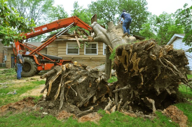 Affordable Tree Service Houston: Expert Tree Care at Budget-Friendly Prices