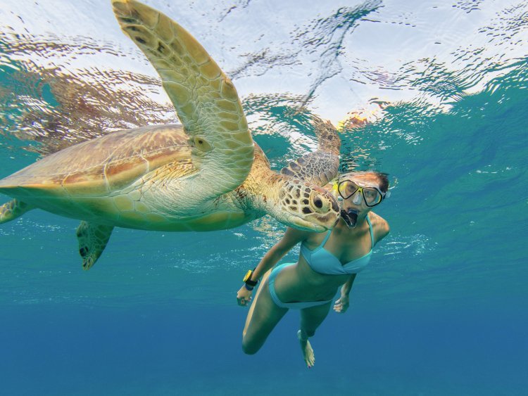 Sea Turtle Encounters: Snorkeling Hotspots in Maui You Can't Miss