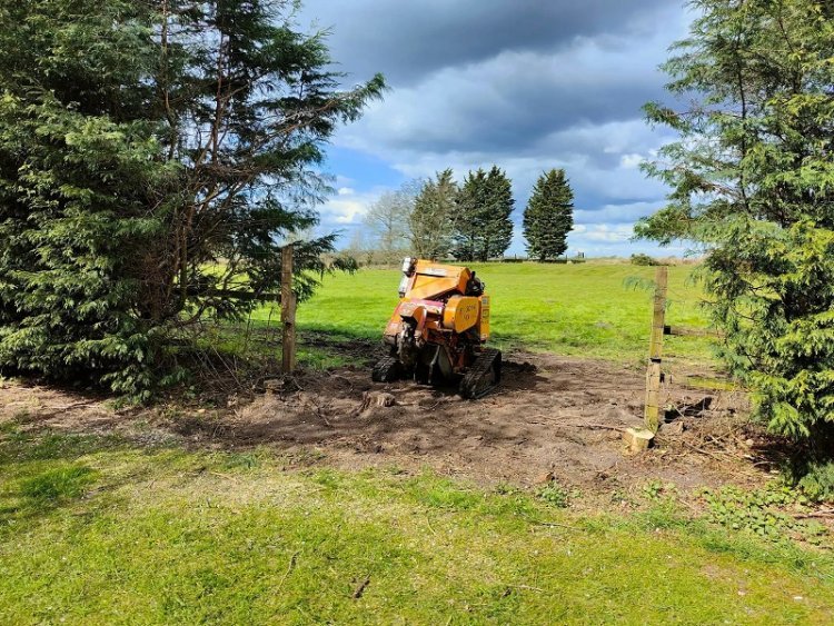 Skilled Tree Surgeon Lake District: Offering Tree Pruning, Removal, & Stump Grinding Services