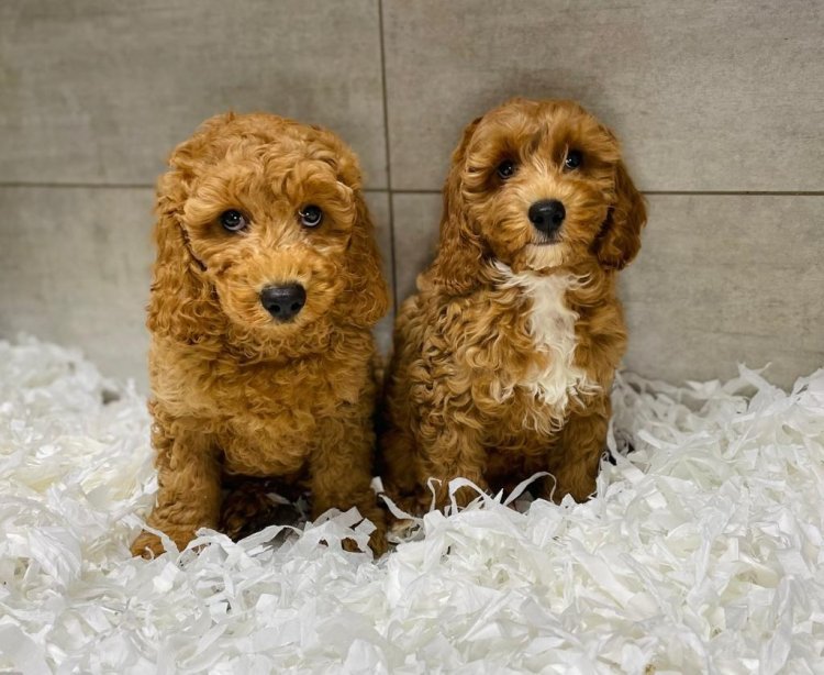 Puppies for Sale Scotland: Finding Your Perfect Companion